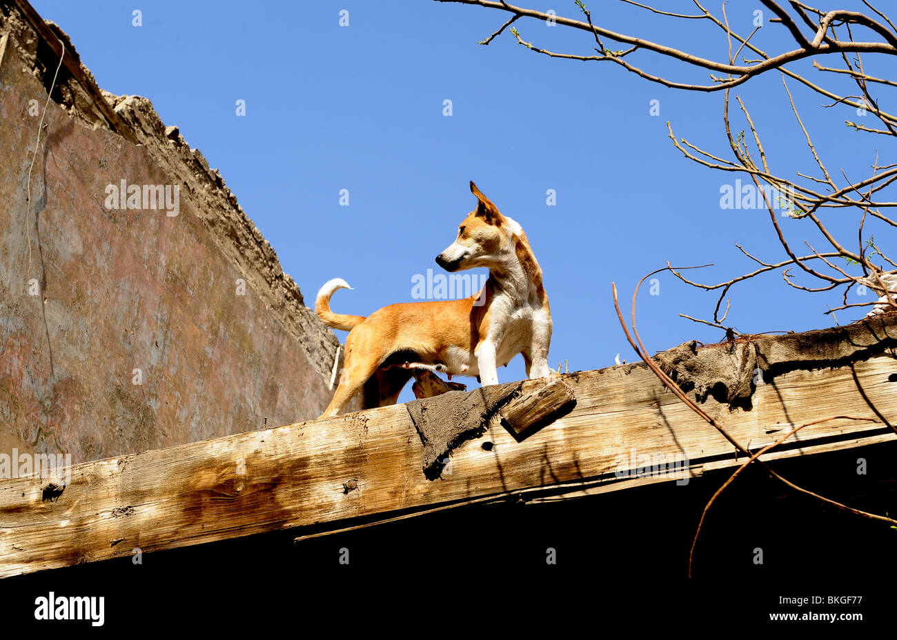 Alimentazione del cane cuccioli sul tetto. Foto Stock