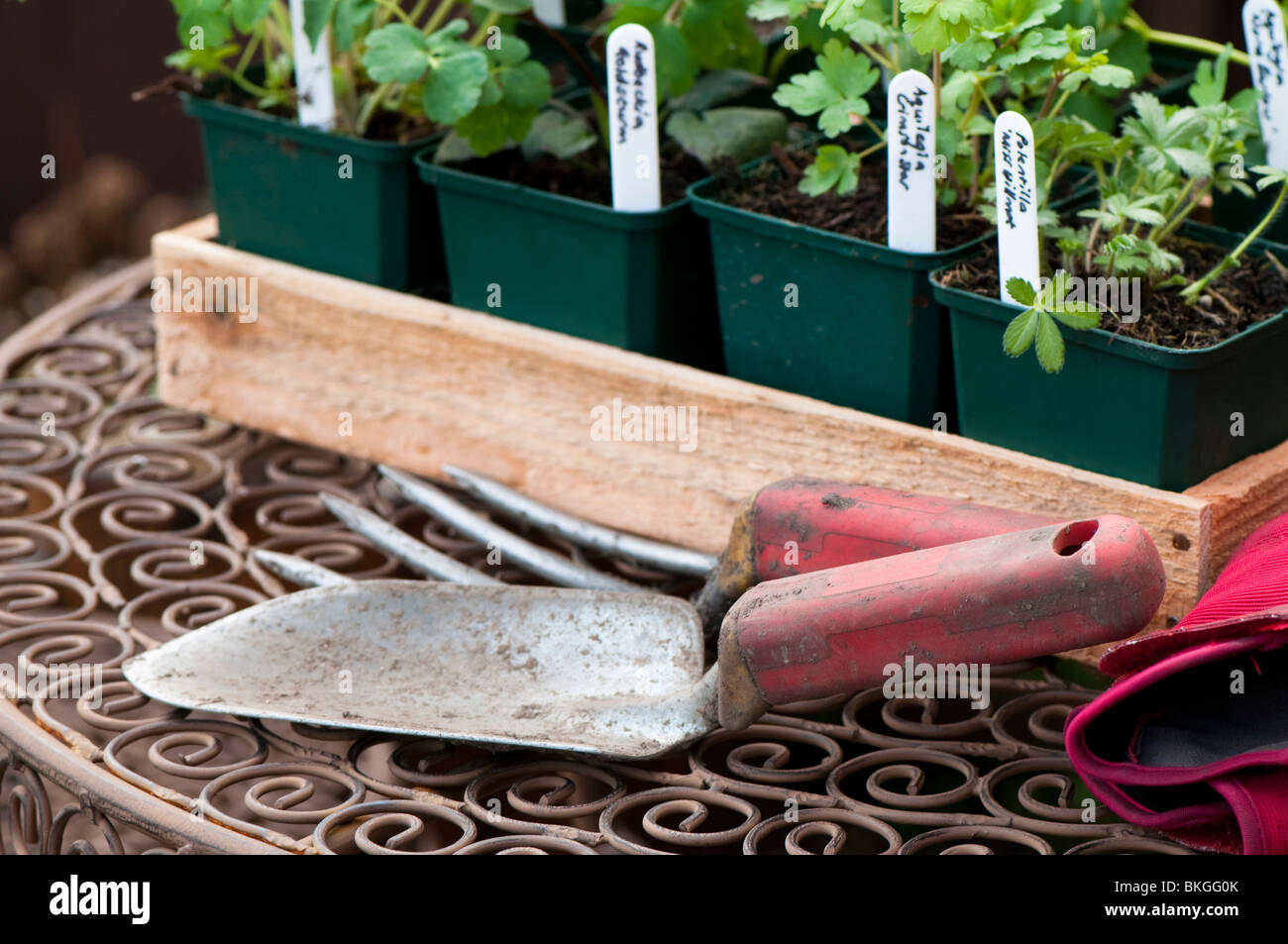 Cazzuola a mano, forcella, guanti da giardinaggio e una selezione di vivaio piante erbacee coltivate piante in vaso pronto per piantare in giardino Foto Stock