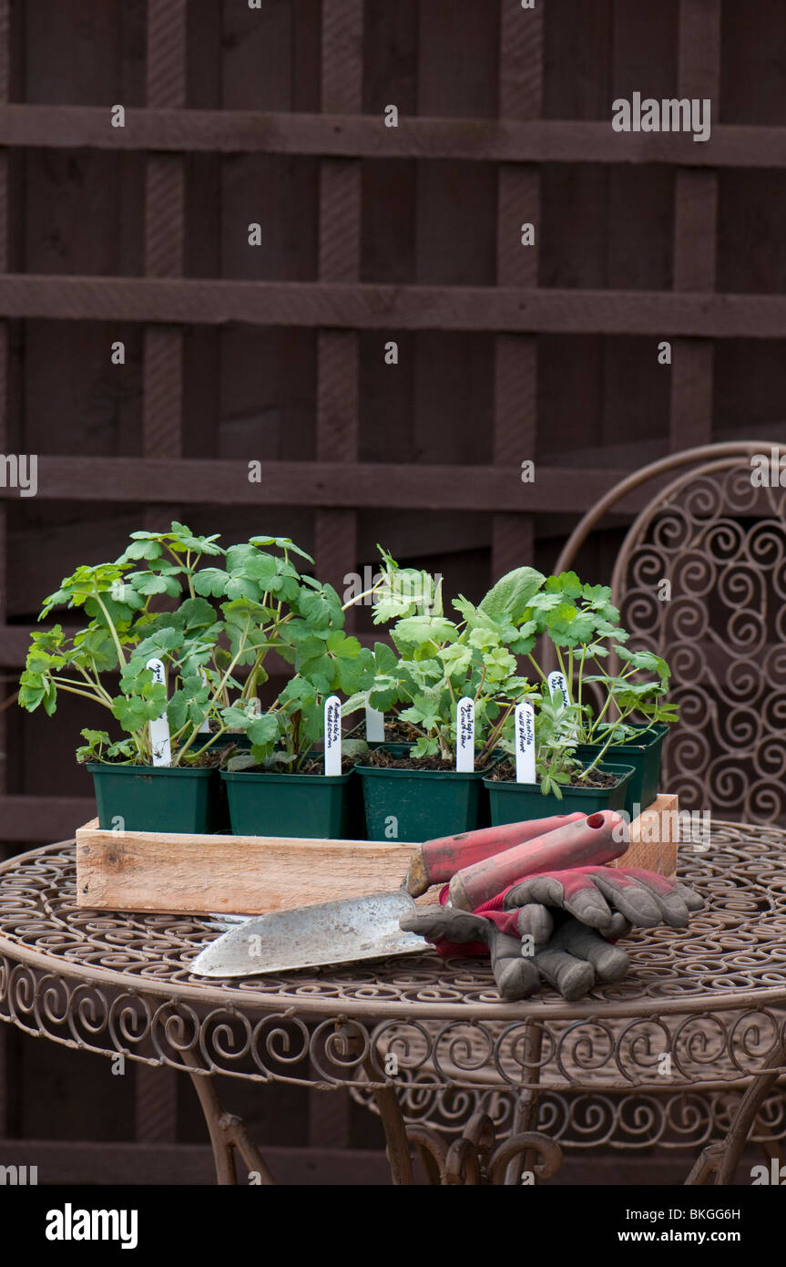 Cazzuola a mano, forcella, guanti da giardinaggio e una selezione di vivaio piante erbacee coltivate piante in vaso pronto per piantare in giardino Foto Stock