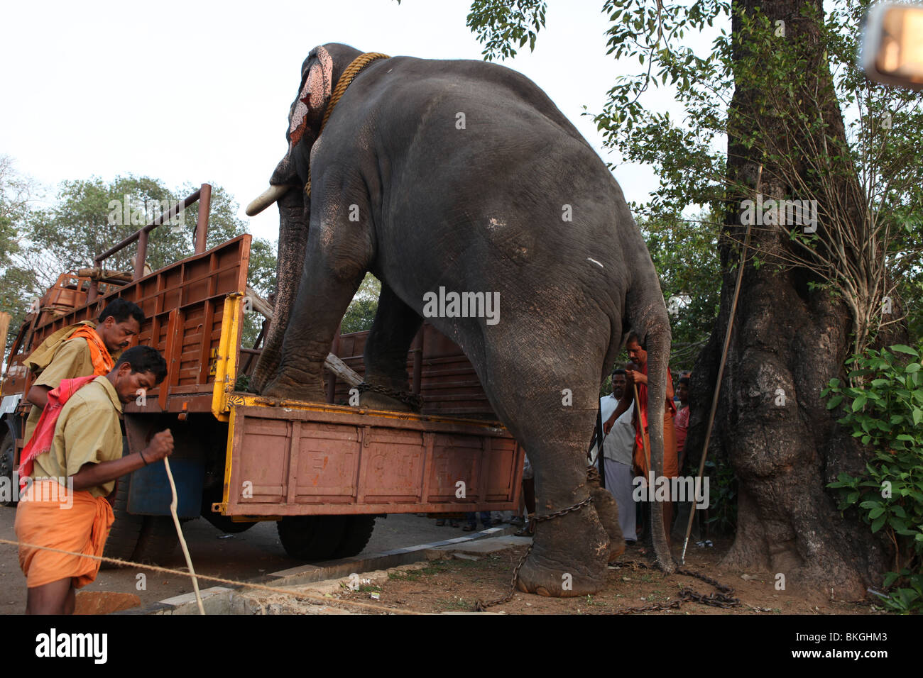 Un affascinato elephant di scendere dal carrello a partecipare a thrissur pooram festival Foto Stock