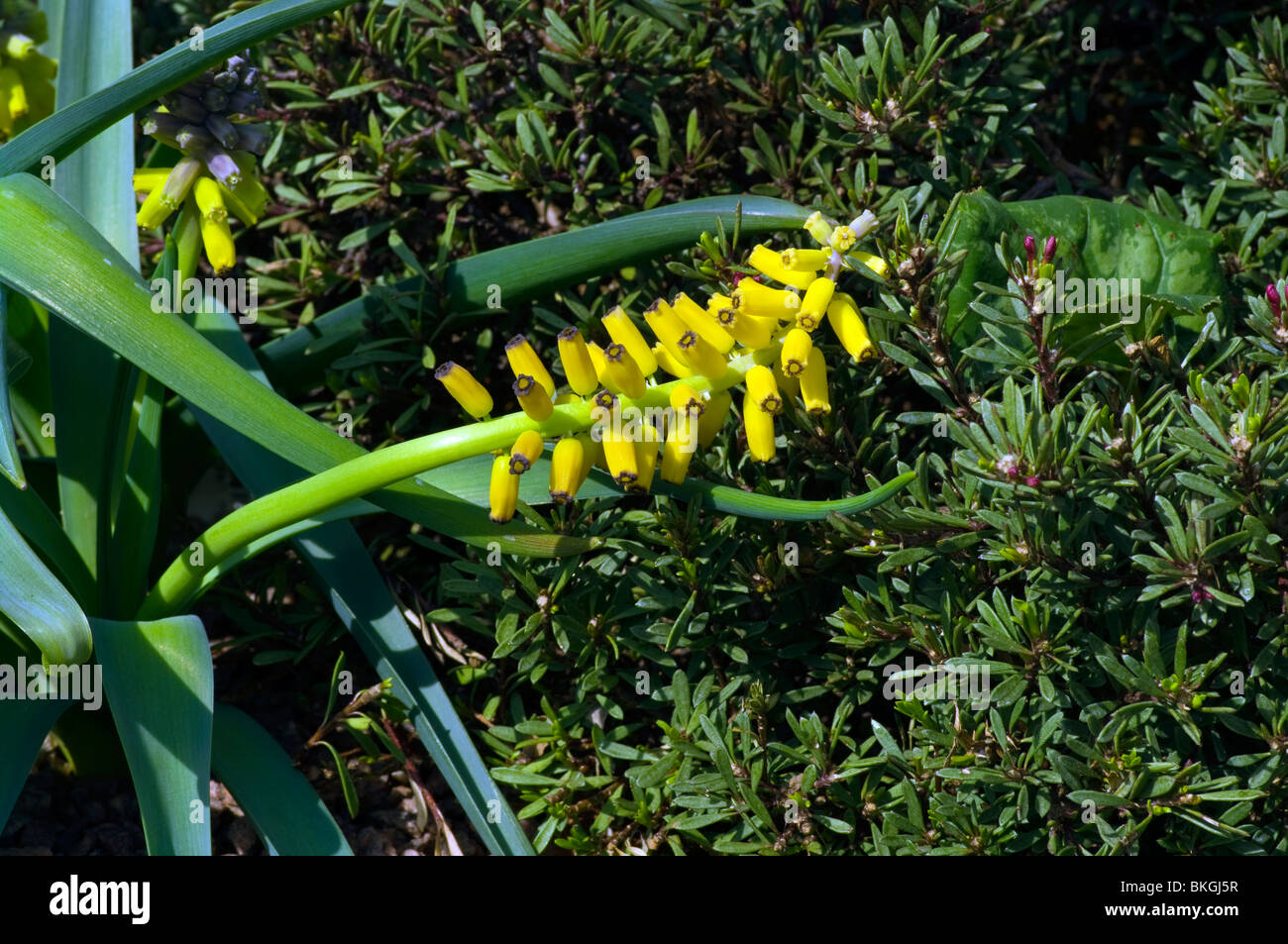 Uva giallo Muscari Muscari Macrocarpum Foto Stock