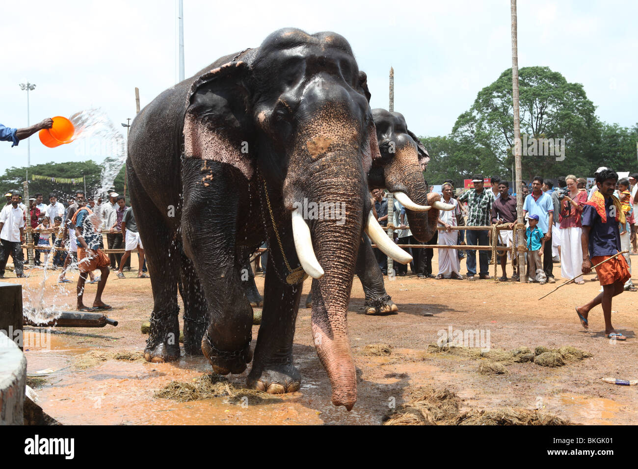 Un affascinato elephant appena dopo il bagno a thrissur,kerala Foto Stock