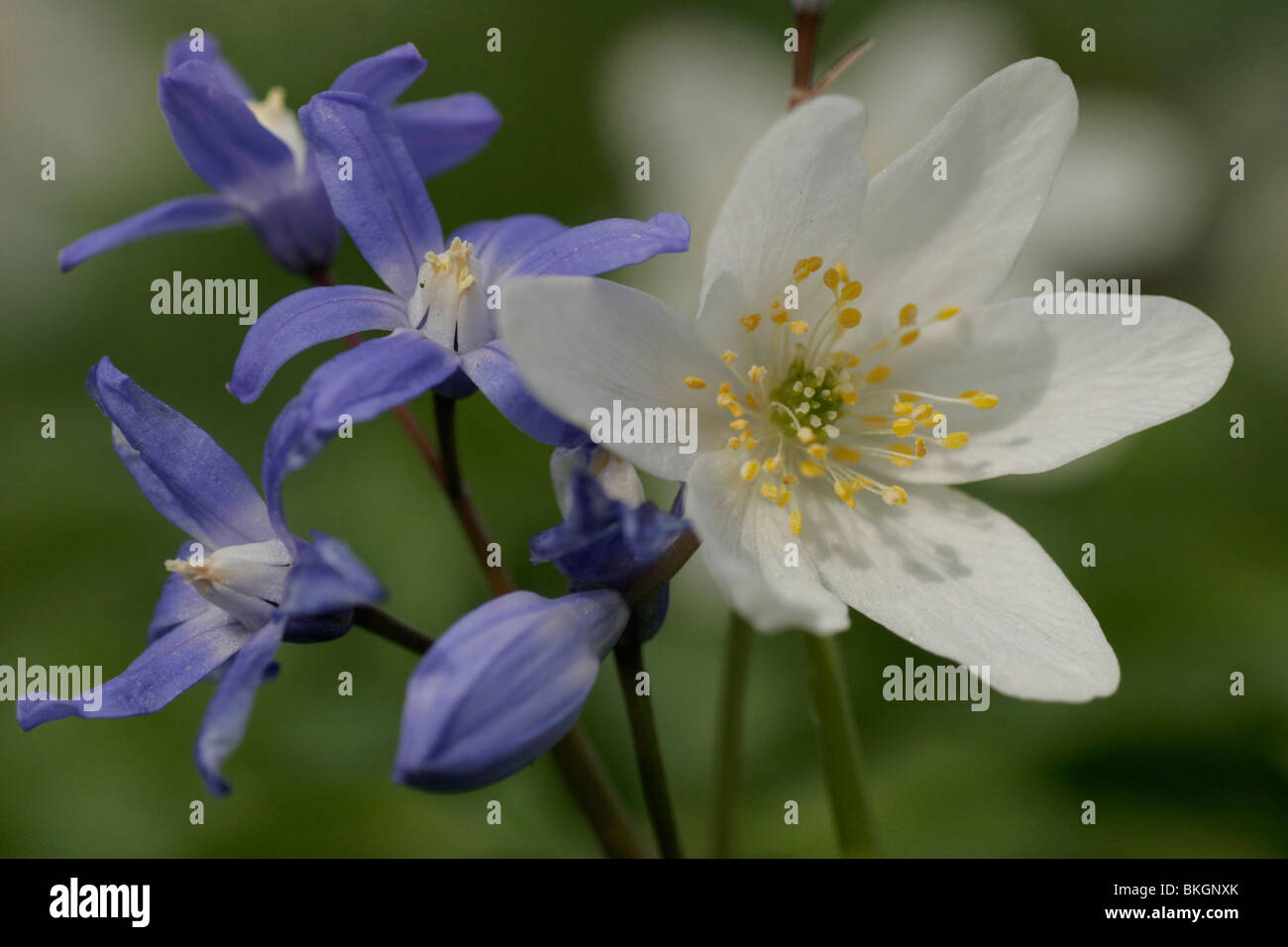 Witte bloem van Bosanemoon met zicht op het hart en blauwe Grote sneeuwroem; fiore di anemone di legno con vista sul cuore e blu siehei Chiondoxia Foto Stock