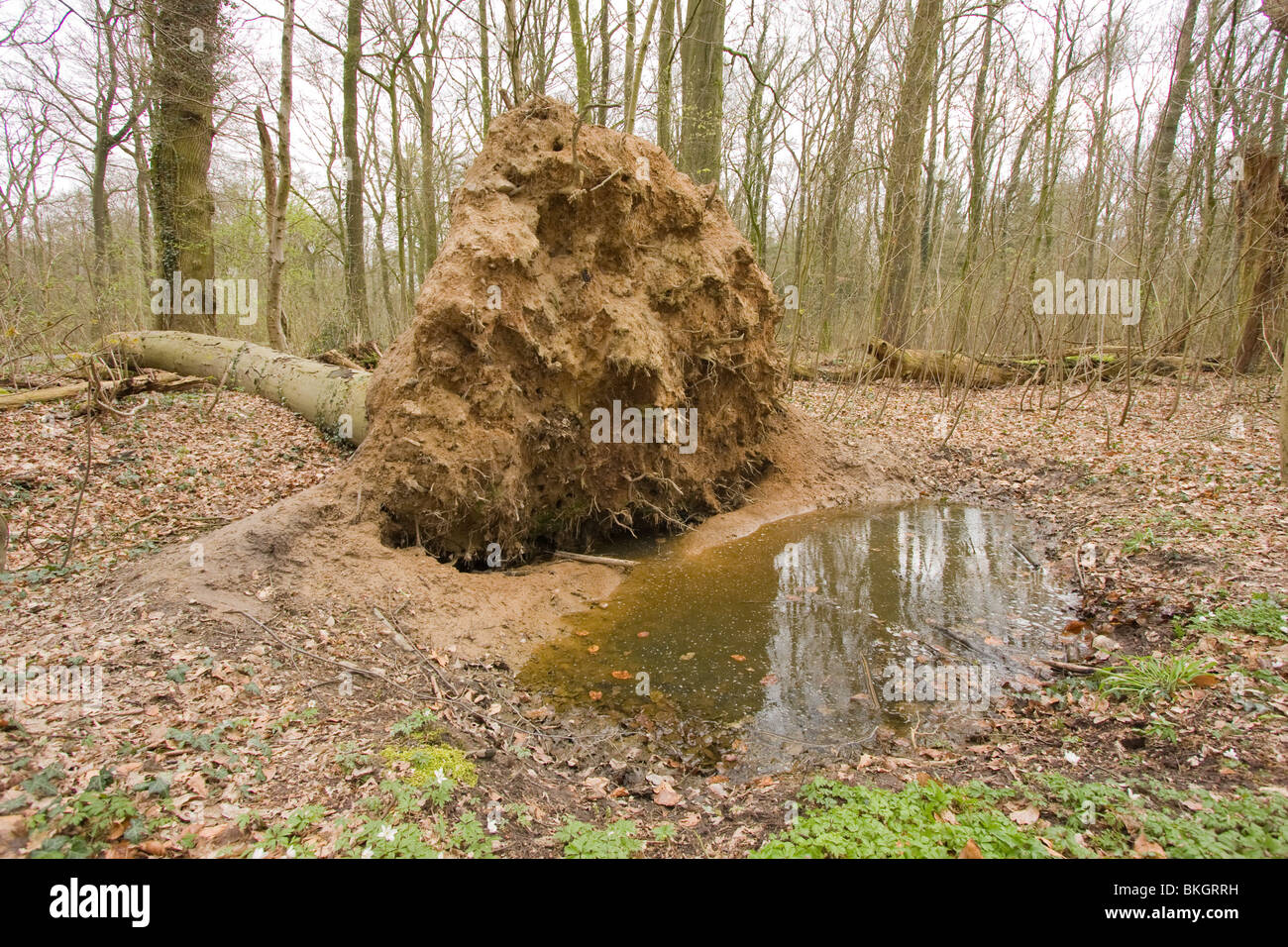 Wanneer een grote boom omvalt ontstaat er op de plaats van de wortelkluit vaak een poeltje waar amfibieen zich kunnen voortplanten. Quando un grande albero cade giù questo si traduce spesso in un piccolo stagno dove gli anfibi possono riprodurre. Foto Stock