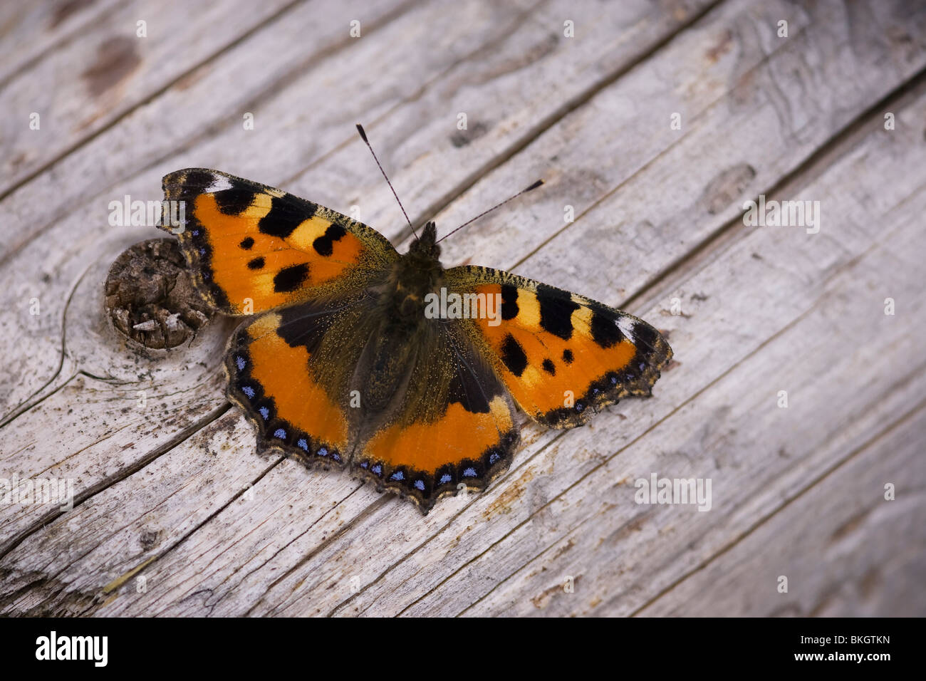 Kleine vos op een stuk dood hout. Foto Stock