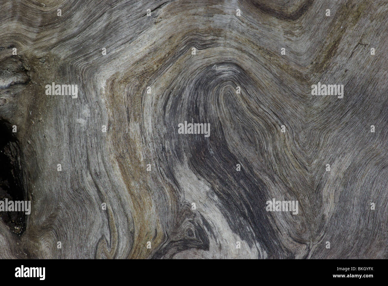 Lijnen als structuur op dood hout van populierstam Foto Stock