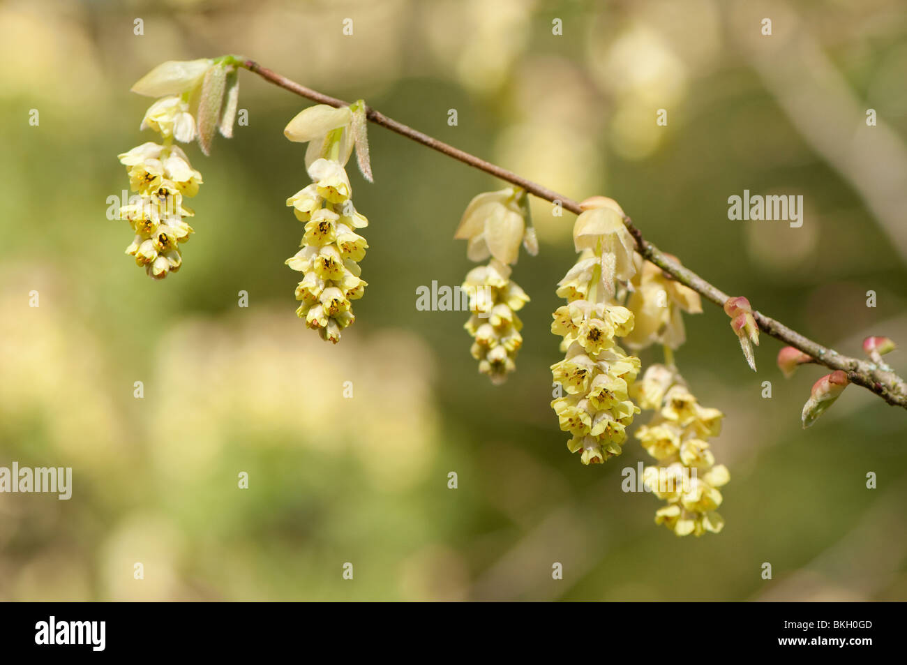 Inverno cinese o Amamelide, molla viola, Corylopsis sinensis var sinensis in fiore in primavera Foto Stock