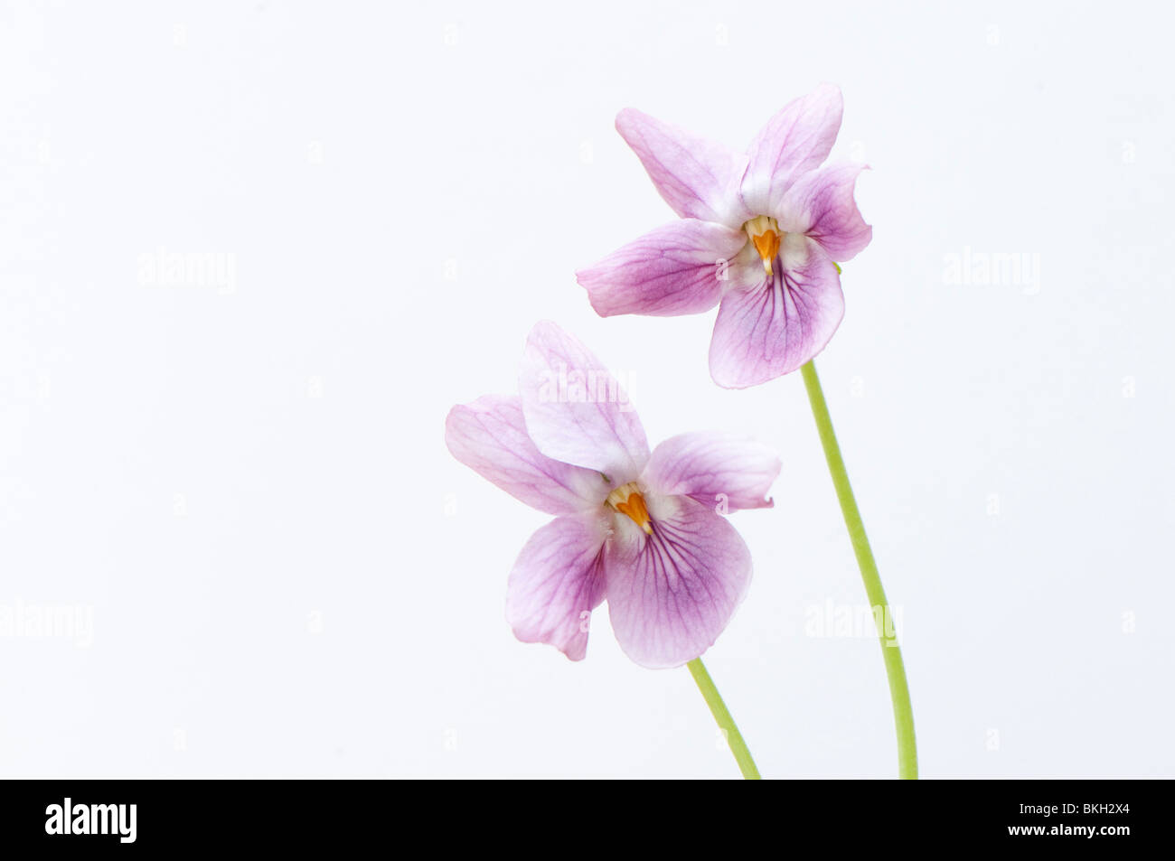 In prossimità dei due dusky pink dolci violette, Viola odorata, contro uno sfondo bianco Foto Stock
