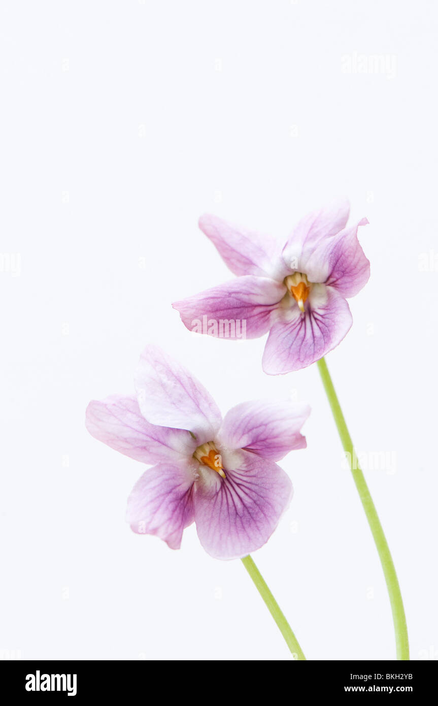 In prossimità dei due dusky pink dolci violette, Viola odorata, contro uno sfondo bianco Foto Stock