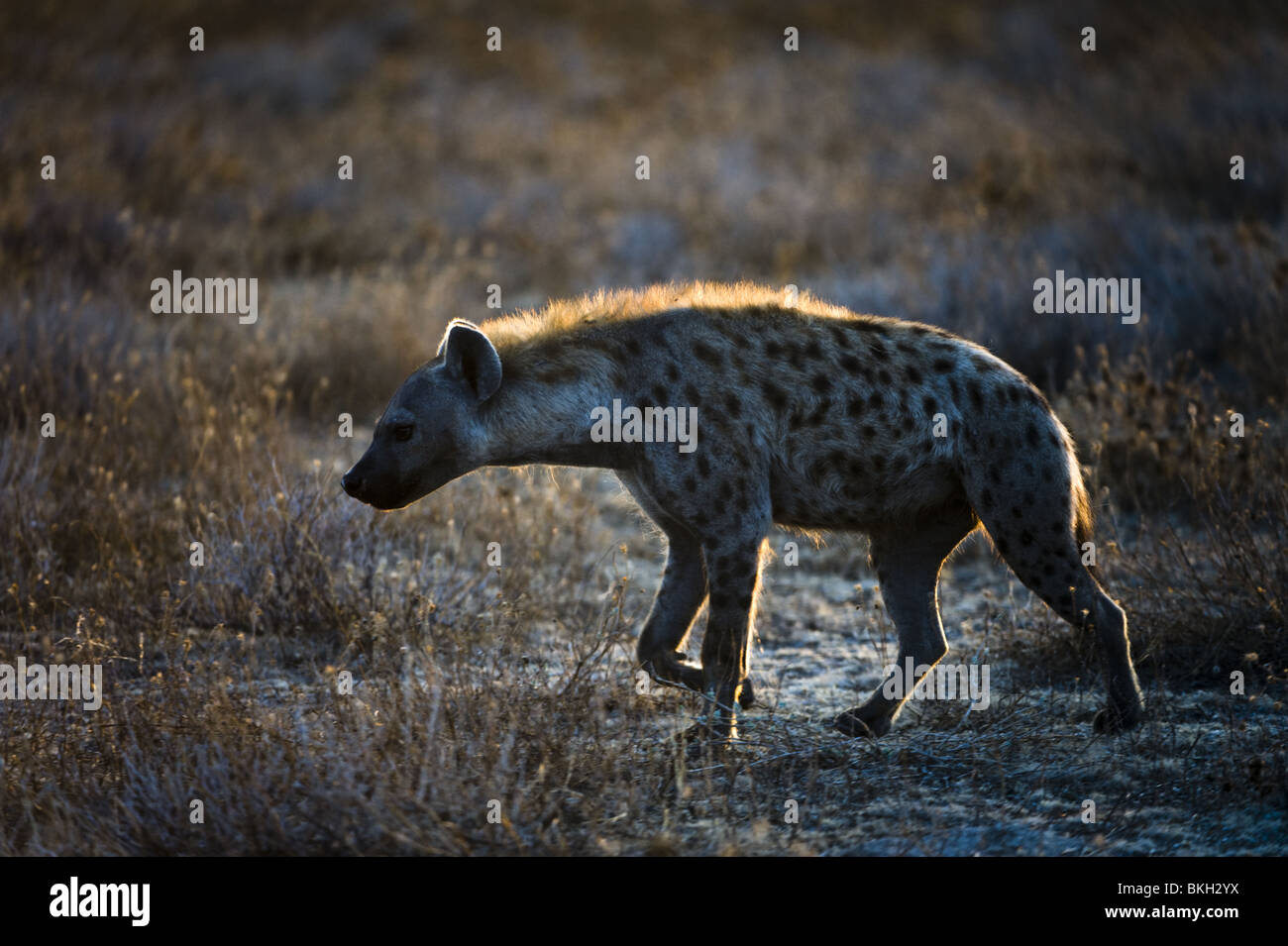 Spotted hyena tornando a casa la mattina presto, il Parco Nazionale di Etosha, Namibia. Foto Stock