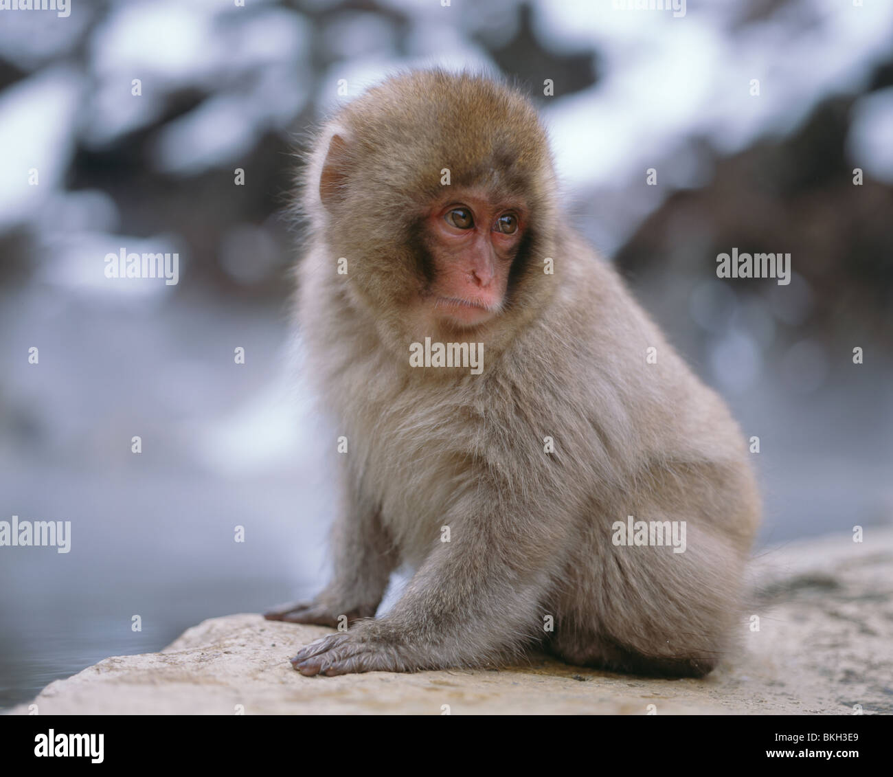 Neve giapponese Monkey , Macaque giapponese ( Macaca fuscata ) la balneazione in hot springs Jigokudani, Nagano, Giappone Foto Stock