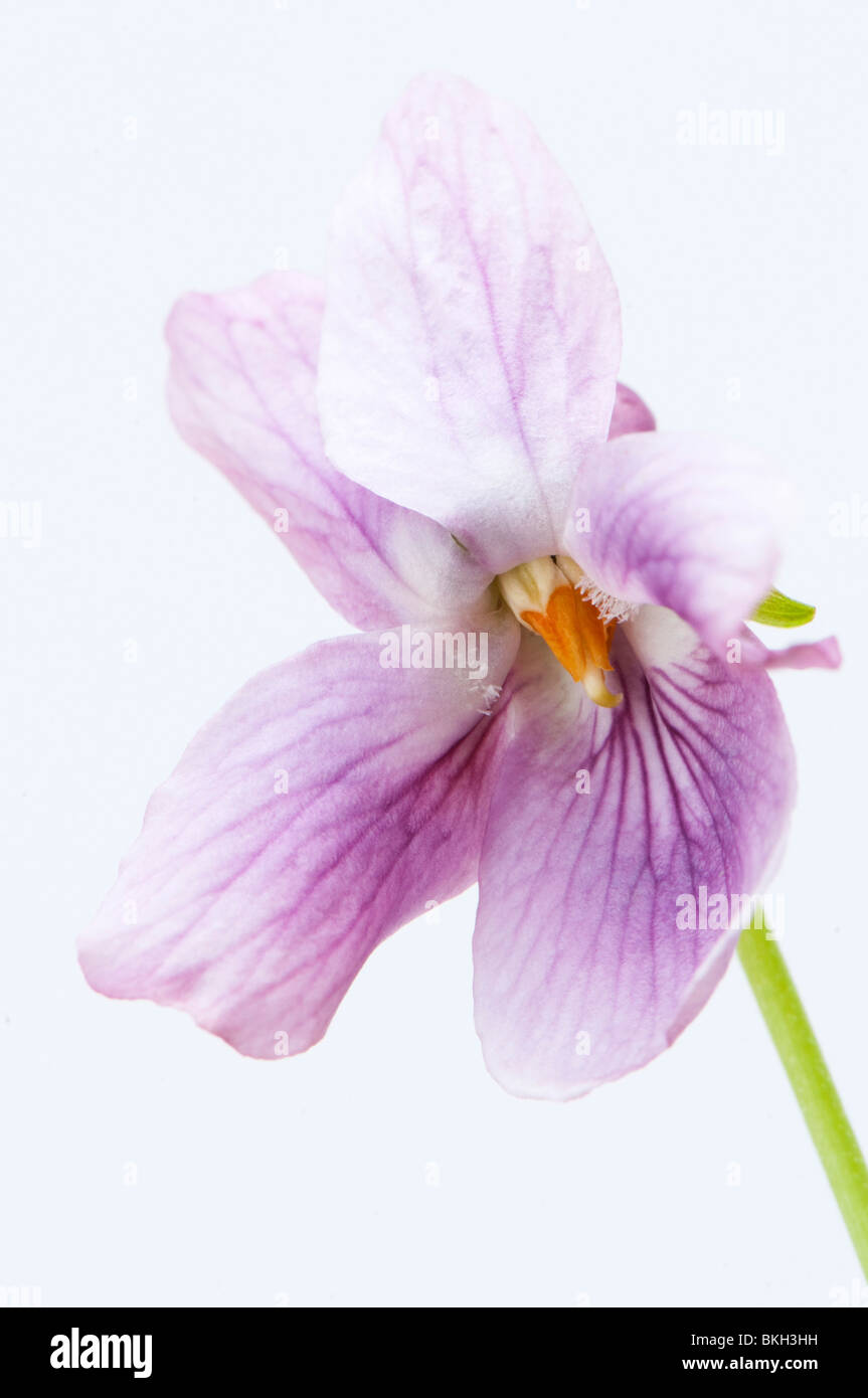 Close up di un dusky rosa viola mammola, Viola odorata, contro uno sfondo bianco Foto Stock