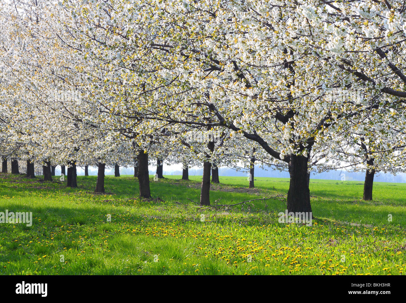 Fila di alberi di ciliegio in piena fioritura Cerausus avium Foto Stock