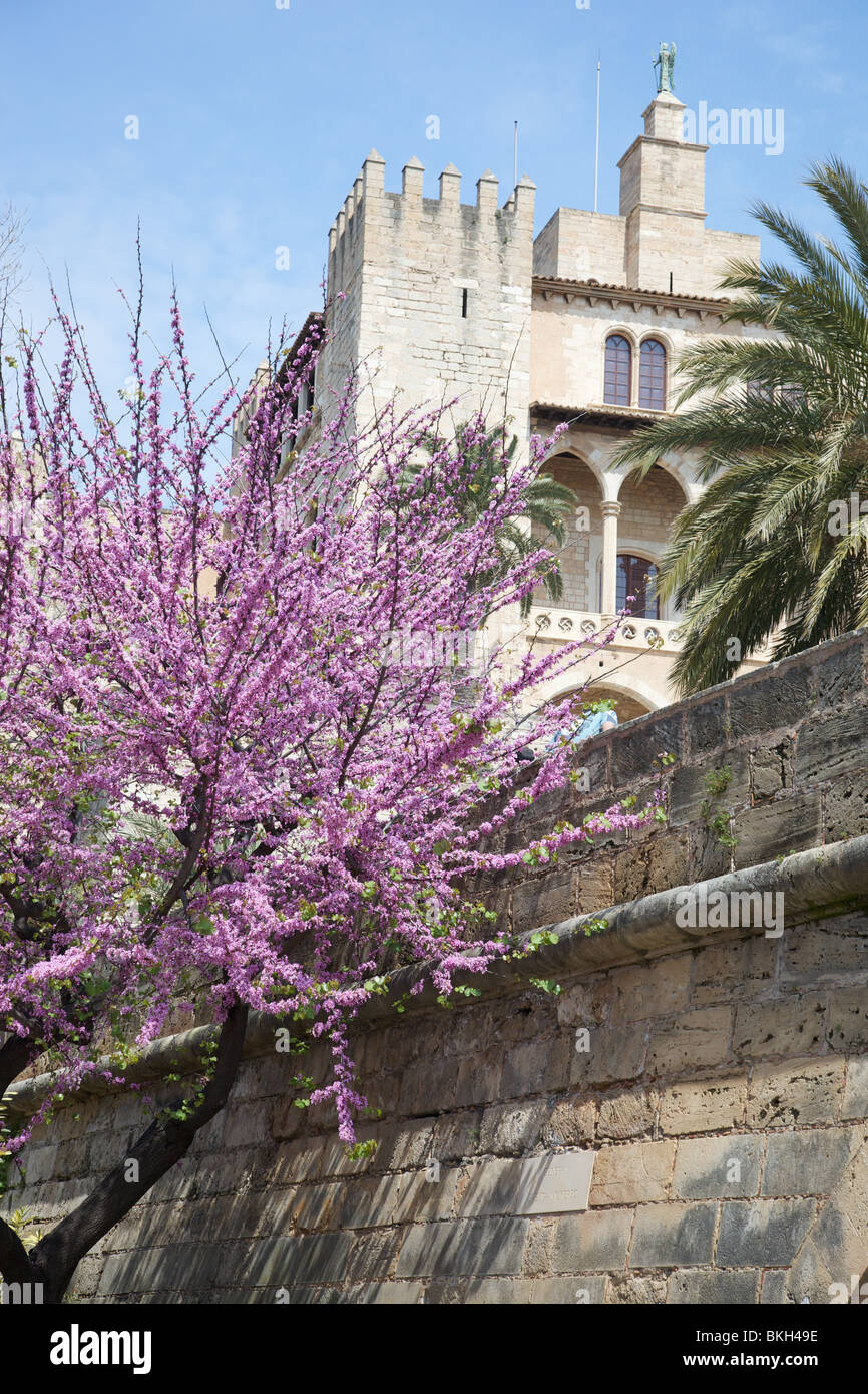 Blossom su un albero accanto alle mura della città vecchia di Palma (vicino al duomo) Mallorca, Spagna. Foto Stock