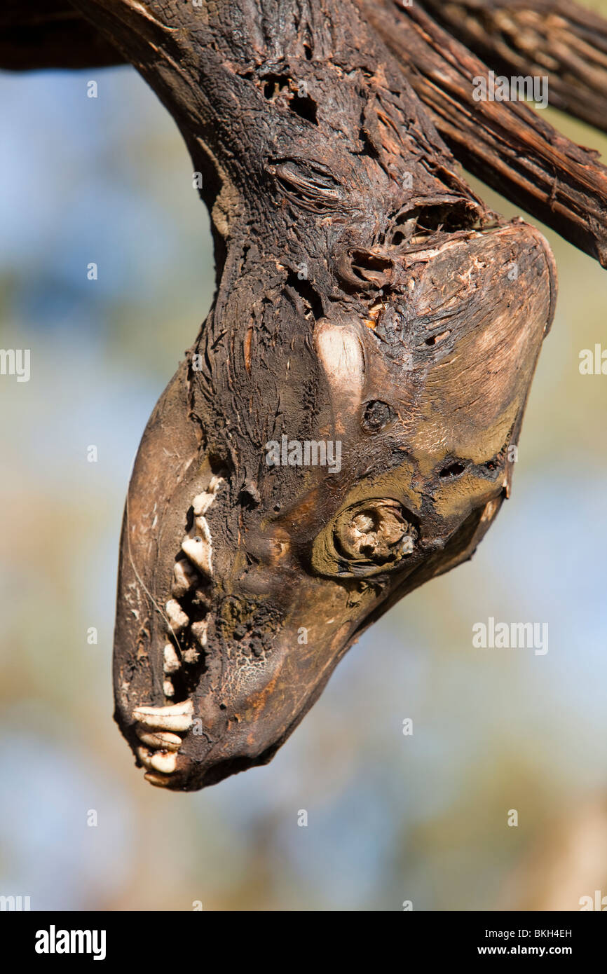 Cani selvatici shot e appeso su un lato strada albero vicino Lago Eucumbene, Australia Foto Stock