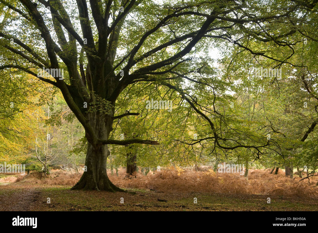 Antica faggio a New Forest National Park, Hampshire, Inghilterra Foto Stock
