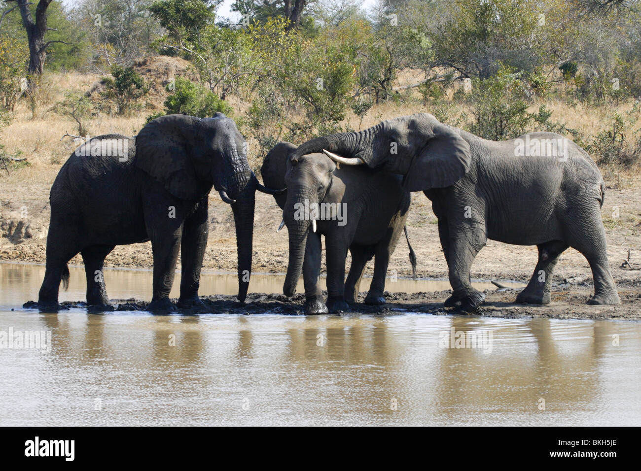 Elefante africano, il Kruger Park, Sud Africa Foto Stock
