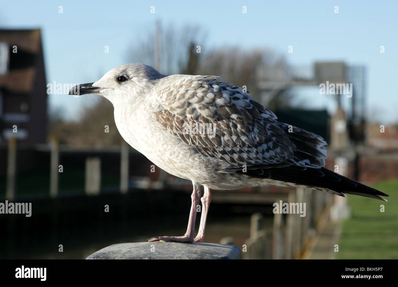 Immagine di un giovane Aringa gabbiano, in piedi su un post a Rye Harbour, East Sussex, Regno Unito Foto Stock