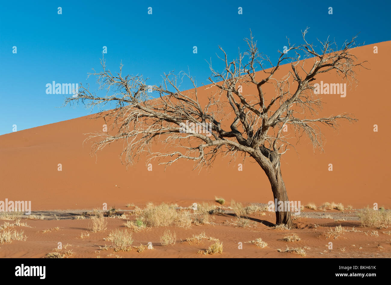 Dune 45 in Sossusvlei, Namibia Foto Stock