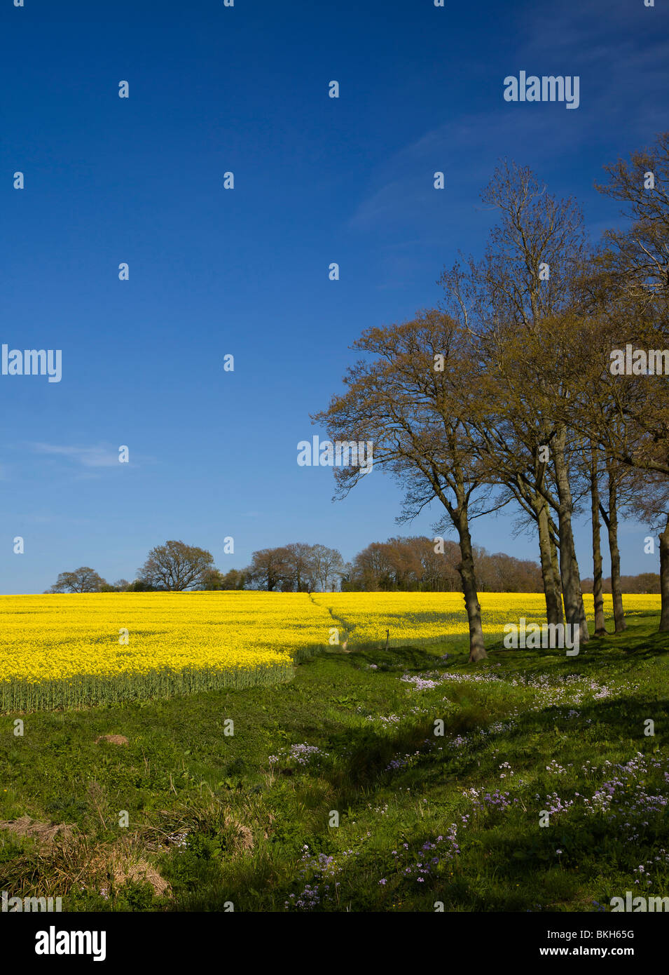 Un campo di olio di semi di colza con cielo blu e incorniciata da alberi Foto Stock
