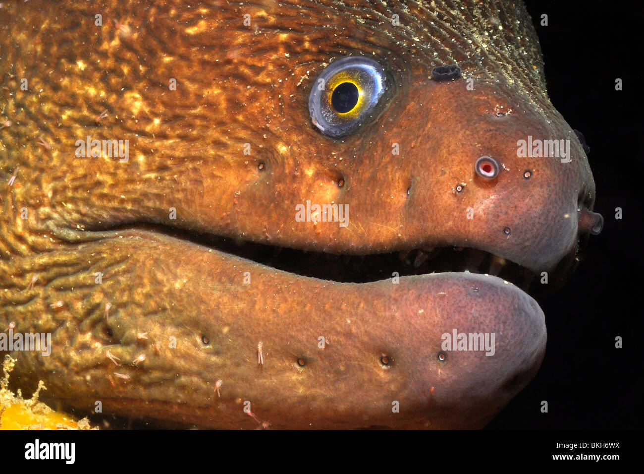 Moray eel, ( Gymnothorax mordax) Shaw's Cove, California. Nota i parassiti attaccato lungo il volto e la mascella dell'anguilla. Foto Stock