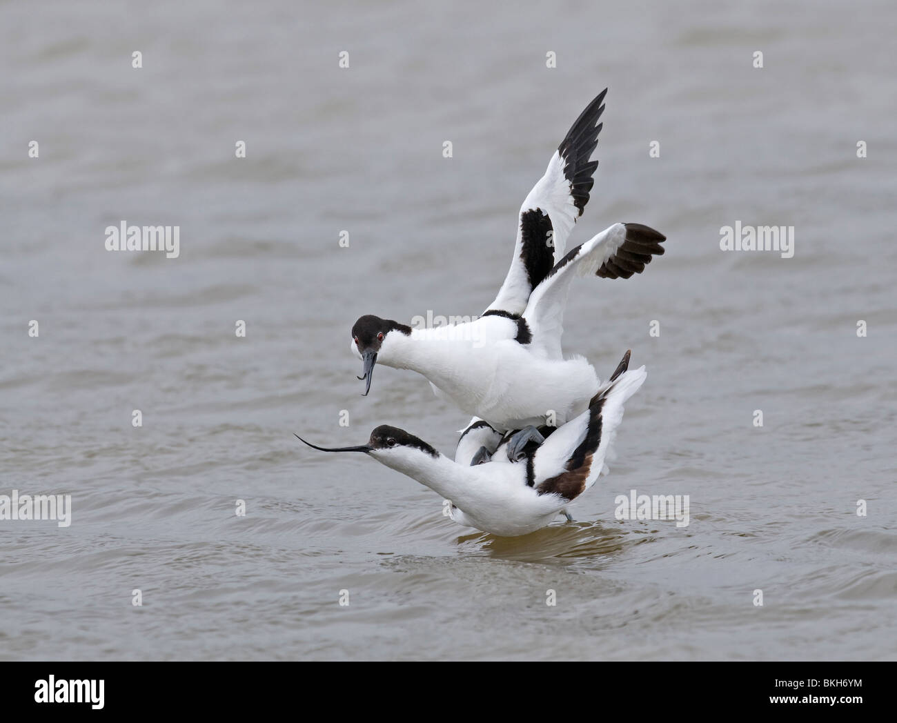 Parende Kluten;Avocet fare l'amore Foto Stock