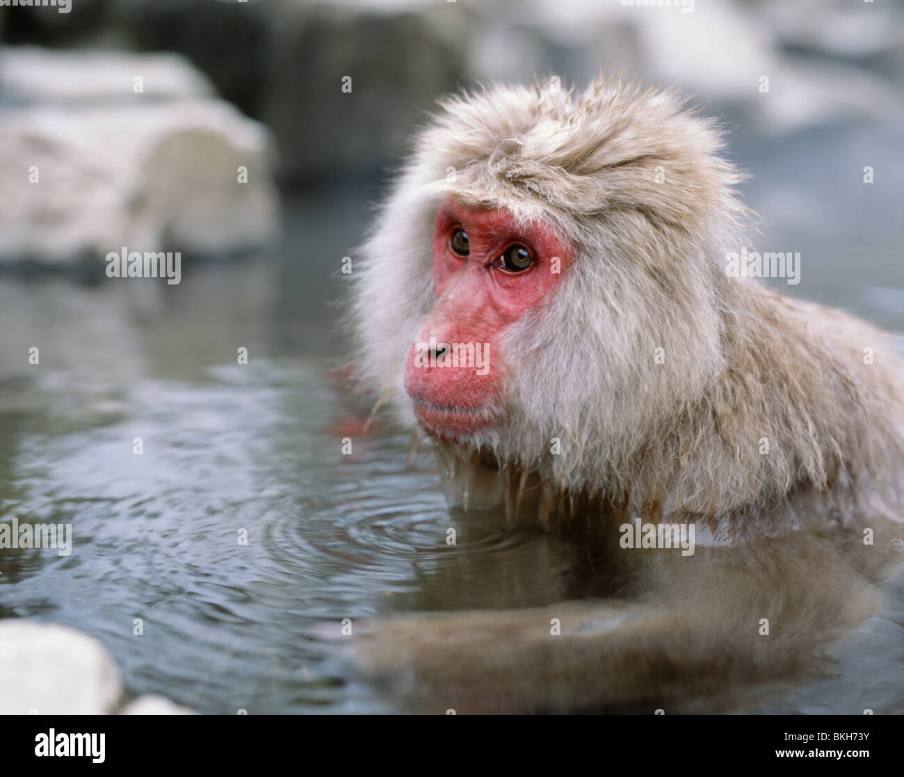 Neve giapponese Monkey , Macaque giapponese ( Macaca fuscata ) la balneazione in hot springs Jigokudani, Nagano, Giappone Foto Stock
