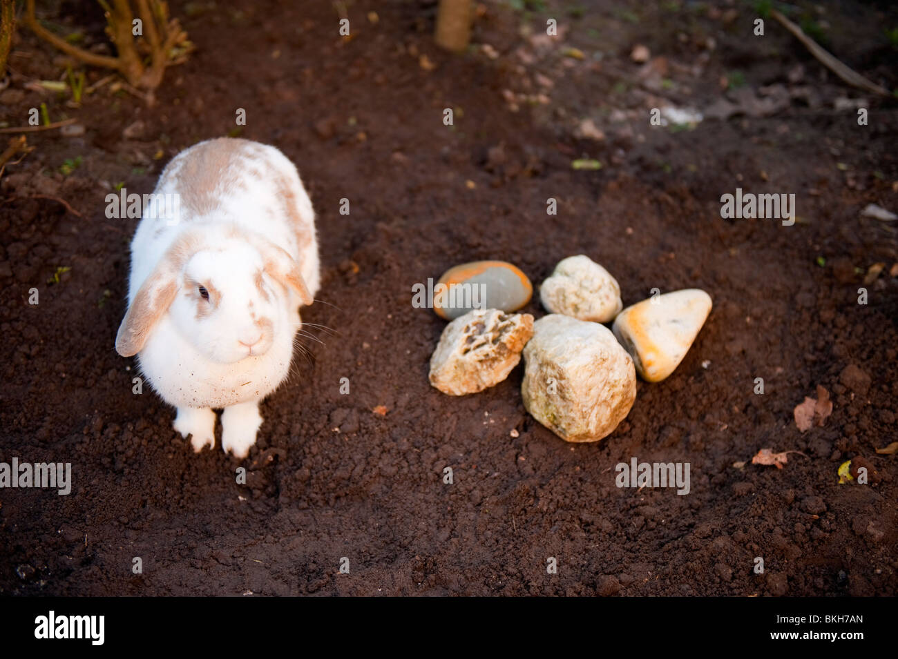 Il Pet rabbit guarda la tomba di recente gemelli sepolta Foto Stock