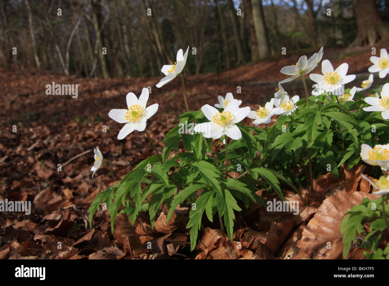 Close up van bloeiende gropje bosanemomen in voorjaarbos Foto Stock