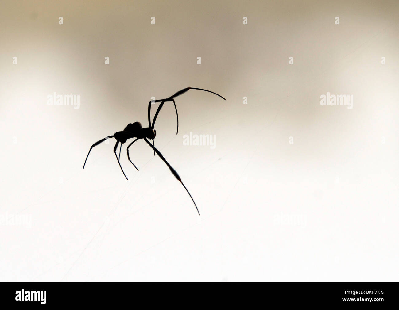 Silhouette di un ragno Foto Stock