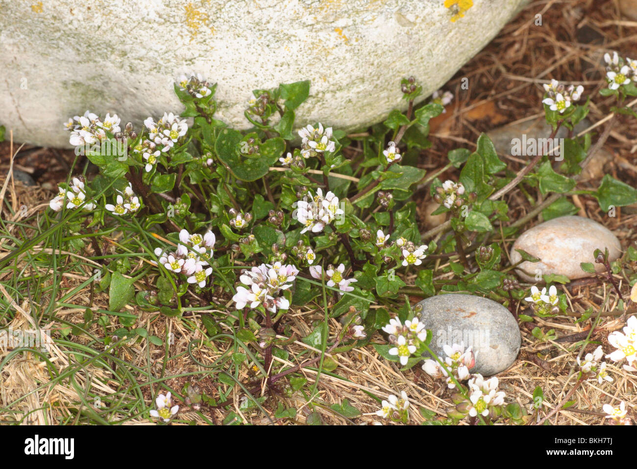 Presto lo scorbuto erba, Cochlearia danica. Chesil Beach Dorset, Aprile. Foto Stock