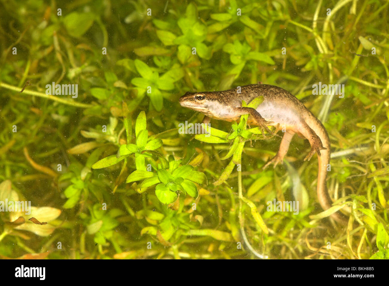 Foto di una femmina di tritone comune sotto acqua tra la vegetazione. Foto Stock
