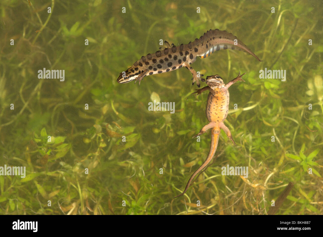 Foto di una coppia di tritoni comuni sotto l'acqua con la femmina dopo il maschio Foto Stock