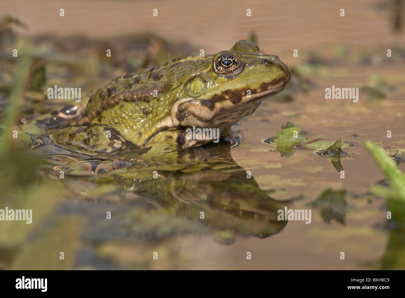 Foto di una rana di palude seduto sulla vegetazione in acqua con una riflessione Foto Stock