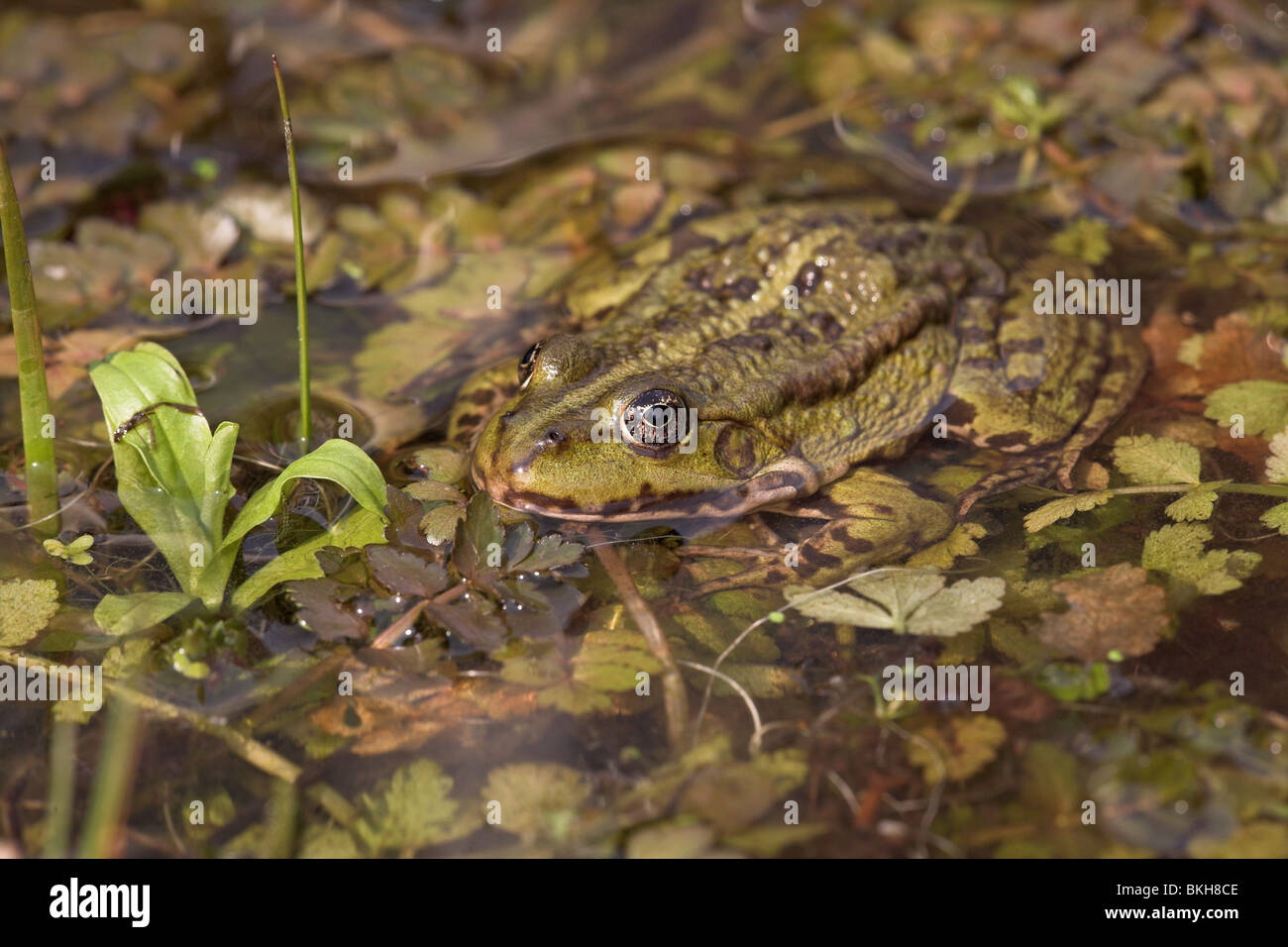 Foto di una rana di palude seduto sulla vegetazione in acqua Foto Stock