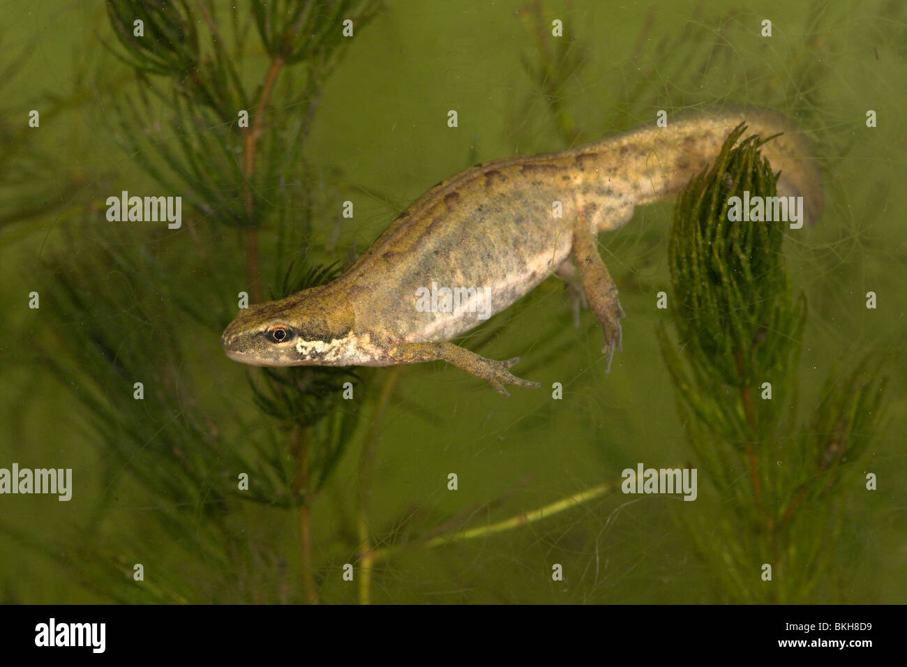 Foto di un grasso palmate femmina tritoni (pieno di uova) tra piante verdi Foto Stock