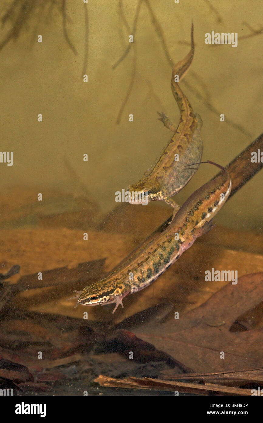 Foto verticale di una coppia di tritoni palmate sott'acqua (maschio e femmina) Foto Stock