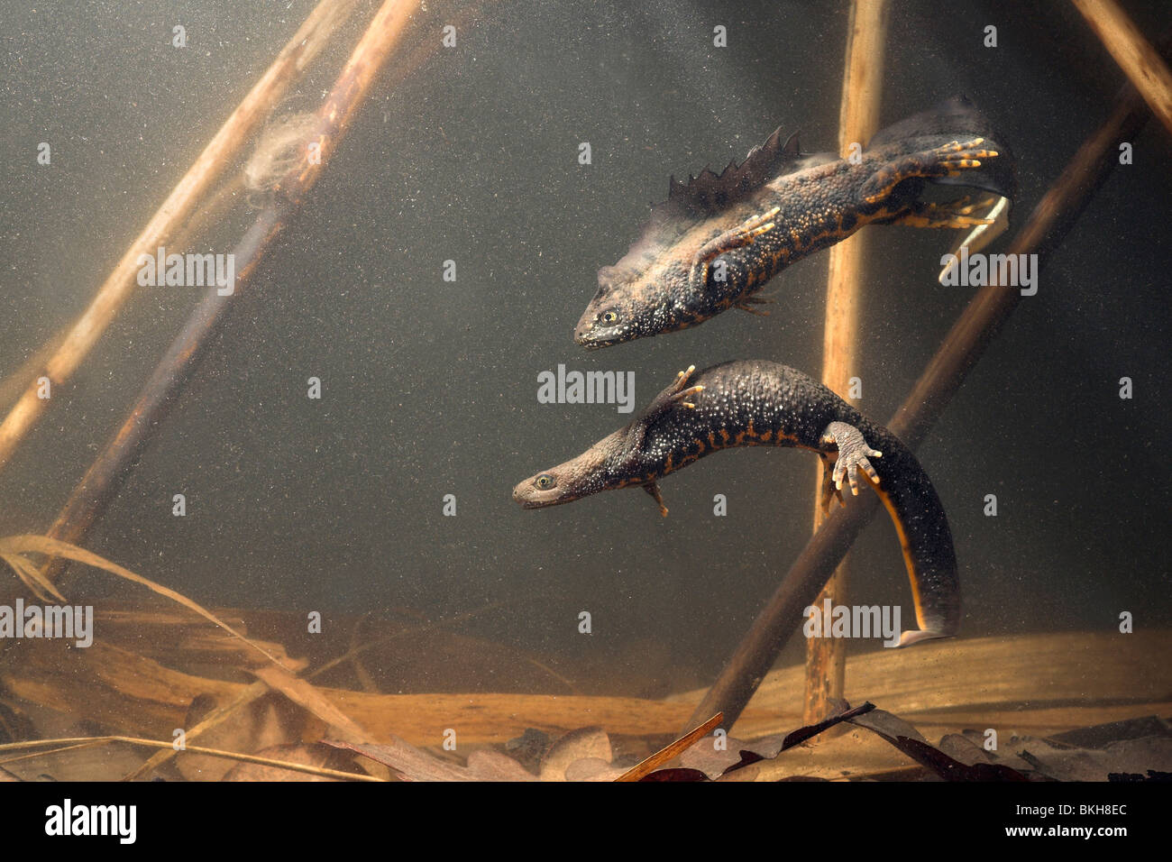 Foto di una coppia di grandi tritoni crestato sotto l'acqua con il maschio di nuoto sopra la femmina Foto Stock