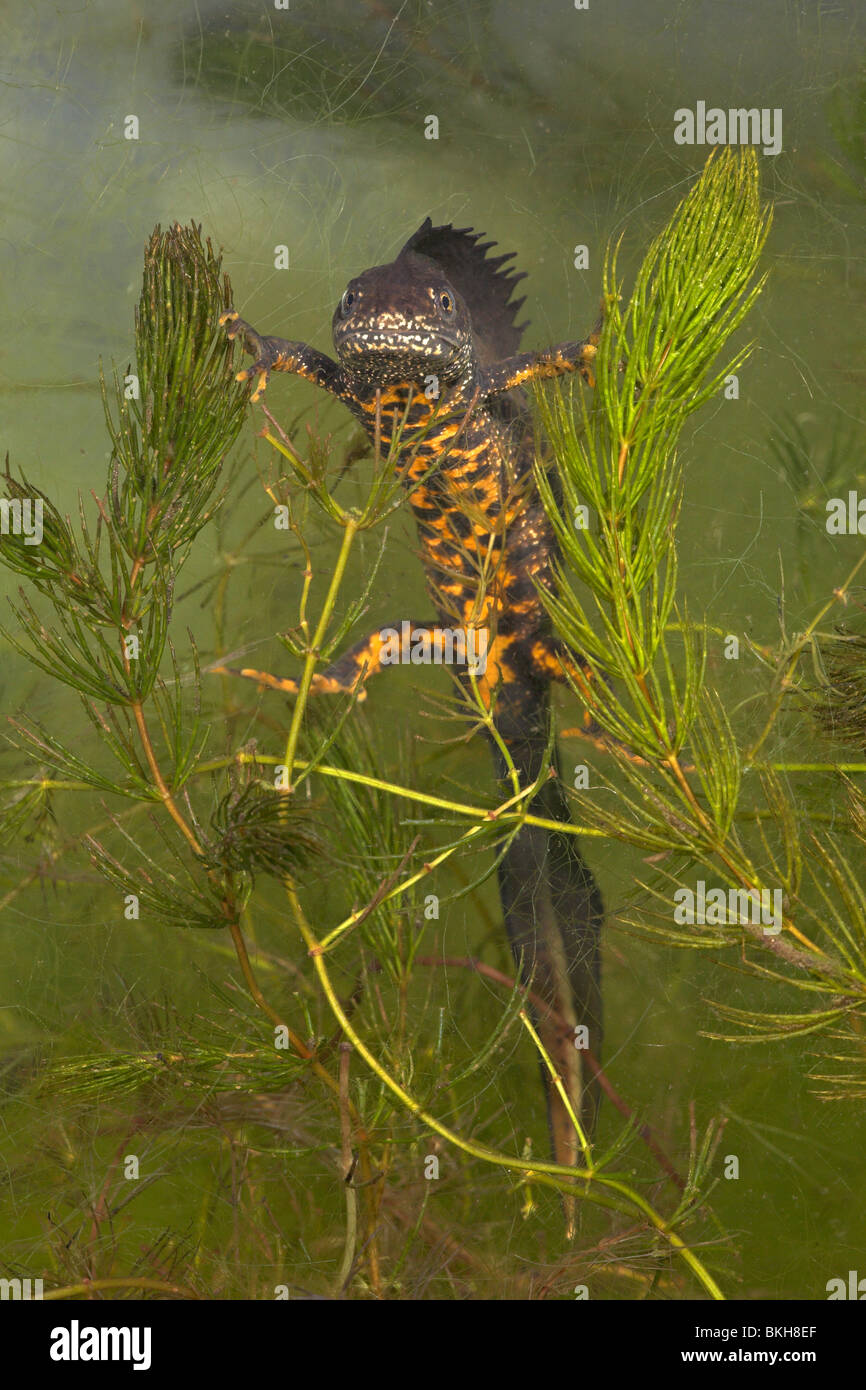 Foto verticale di un maschio grande tritone crestato sospeso tra il verde della vegetazione subacquea Foto Stock
