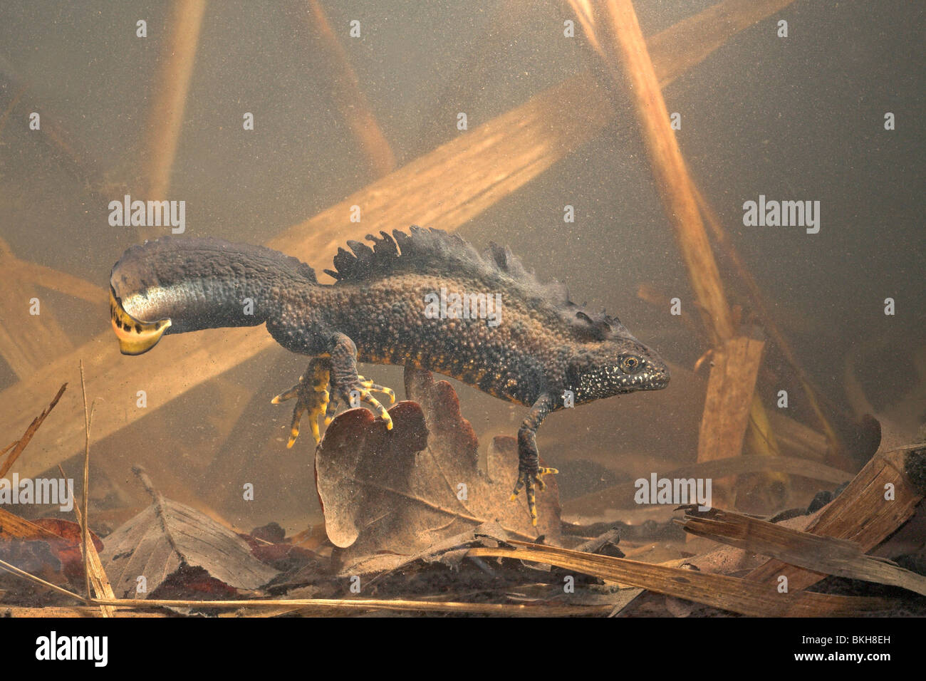 Foto di un maschio grande tritone crestato sotto l'acqua Foto Stock
