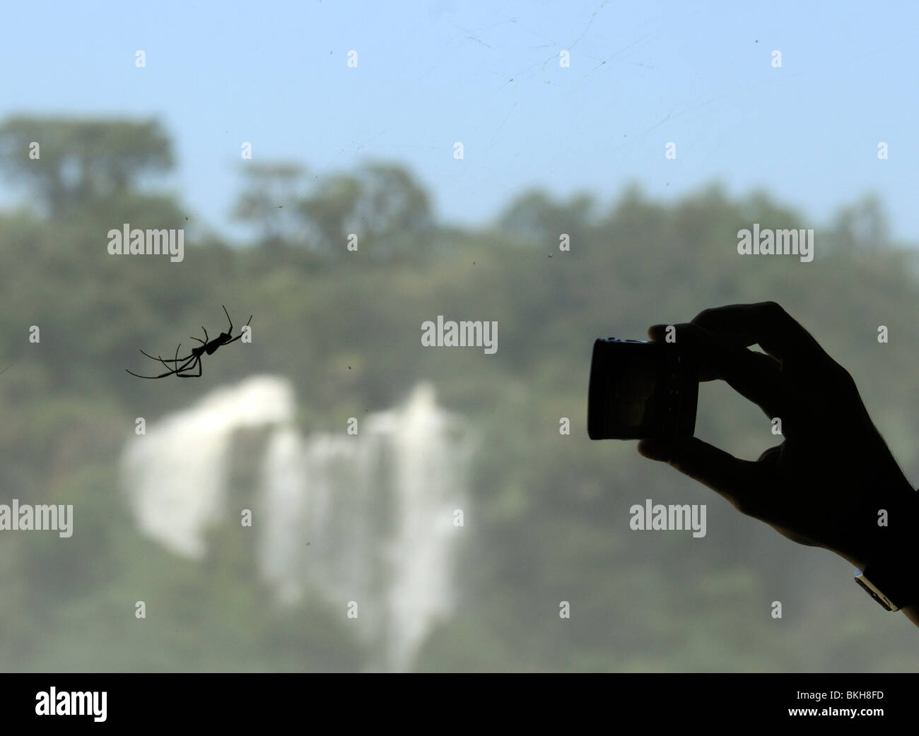 Silhouette di una mano di scattare una foto di un ragno. Foto Stock