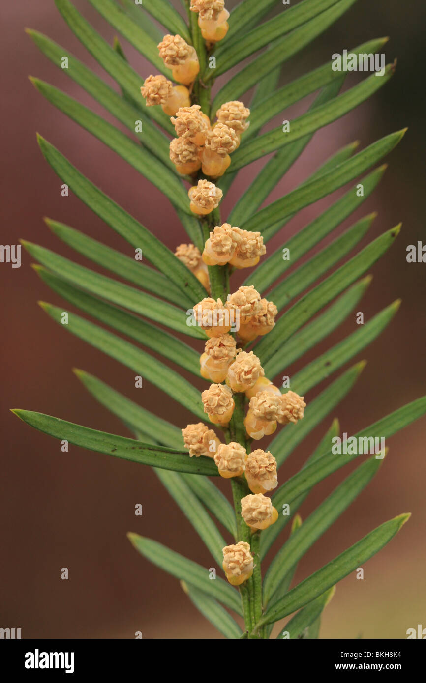 Onderaanzicht van bloeiende tak van Taxus baccata Foto Stock