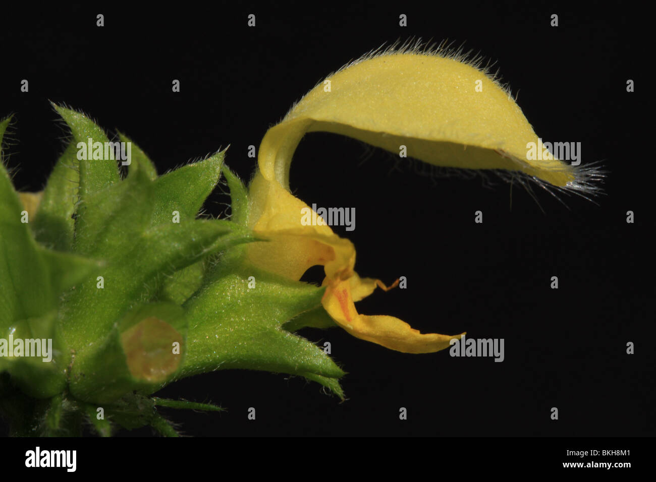 Dettaglio van een bloem van Gele Dovenetel Foto Stock