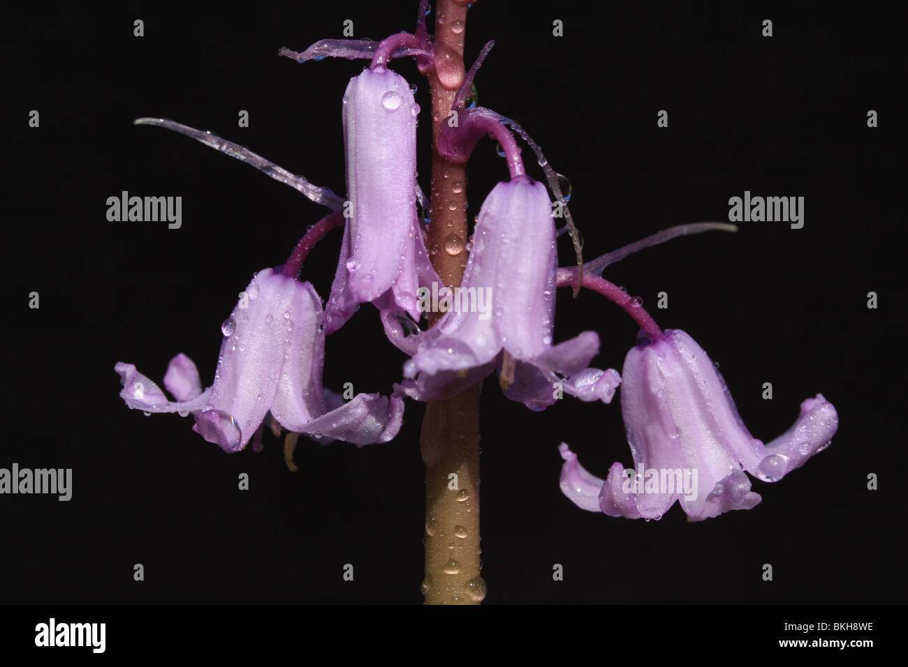 Dettaglio van enkele roze bloemen van Wilde Hyacint Foto Stock
