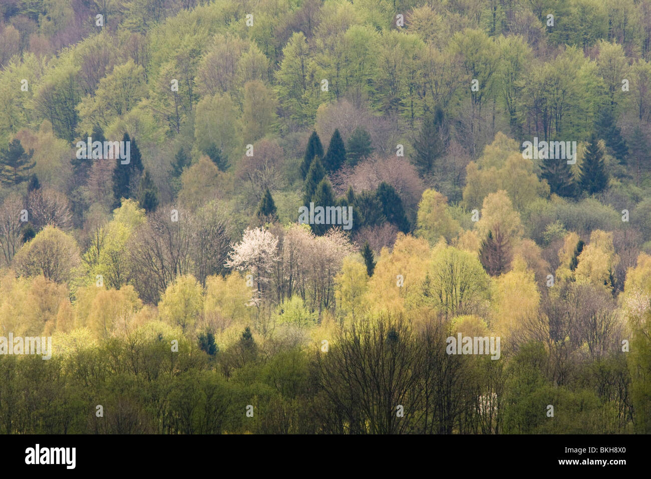 In het voorjaar vormen de gemengde bossen in het nationaal park Bieszczady in de Poolse Karpaten een bonte lappendeken van donkergroene naaldbomen en fris lichtgroene loofbomen waarvan een enkele in bloei staat. I boschi misti in Bieszczady nationa Foto Stock