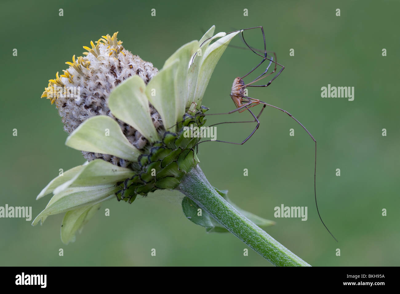 Dalle lunghe gambe ragno sul fiore di Echinacea sullo sfondo verde Foto Stock
