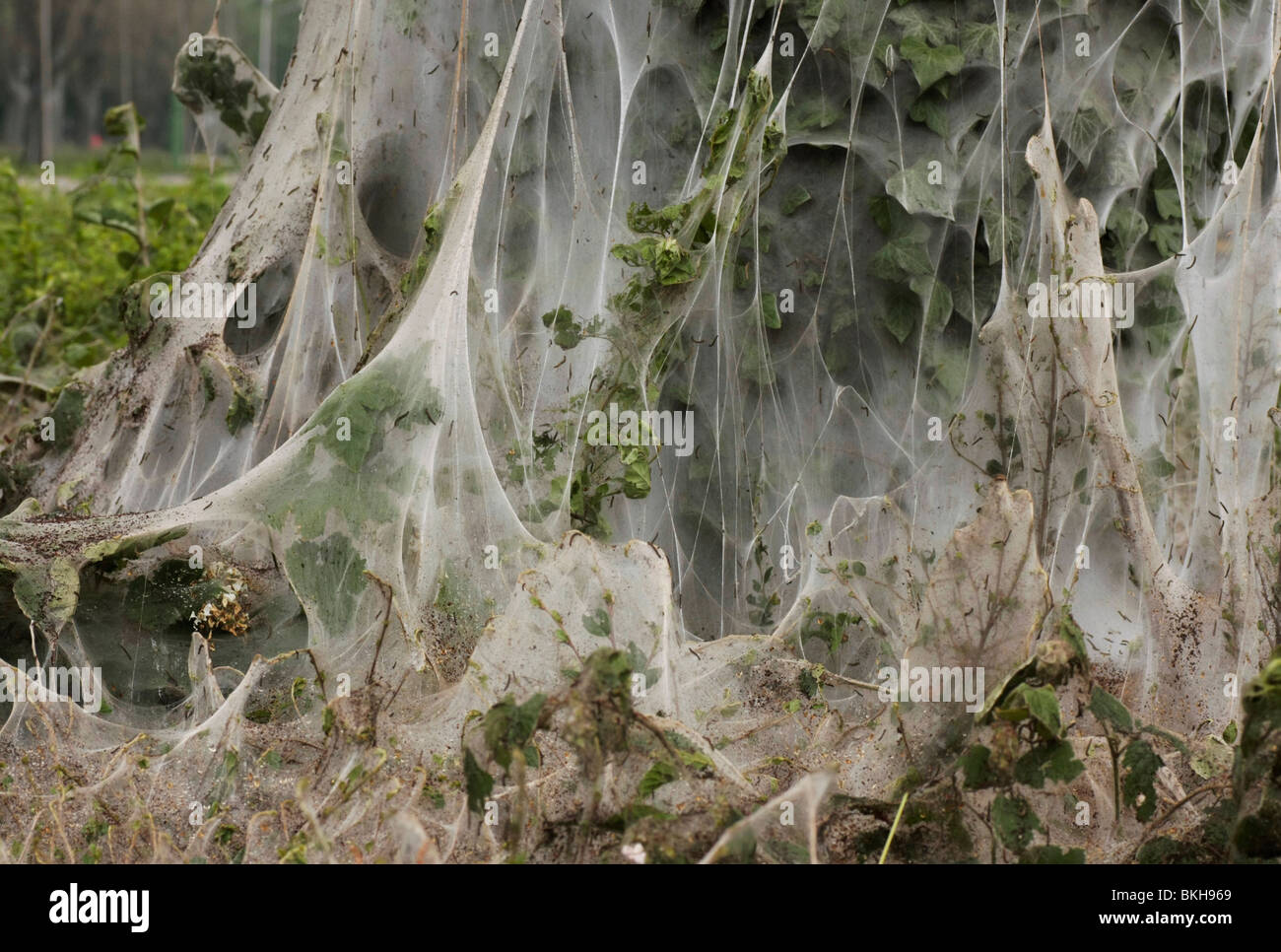 È Wilg bedekt met ragfijn spinsel van de stippelmotrups; Willow coperti da web dell'Ermellino moth caterpillar Foto Stock