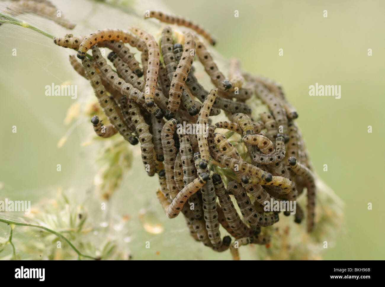 Het gras in de bermen è bedekt met een groep Stippelmotrupsen; erba coperto da un gruppo Ermellino moth bruchi Foto Stock