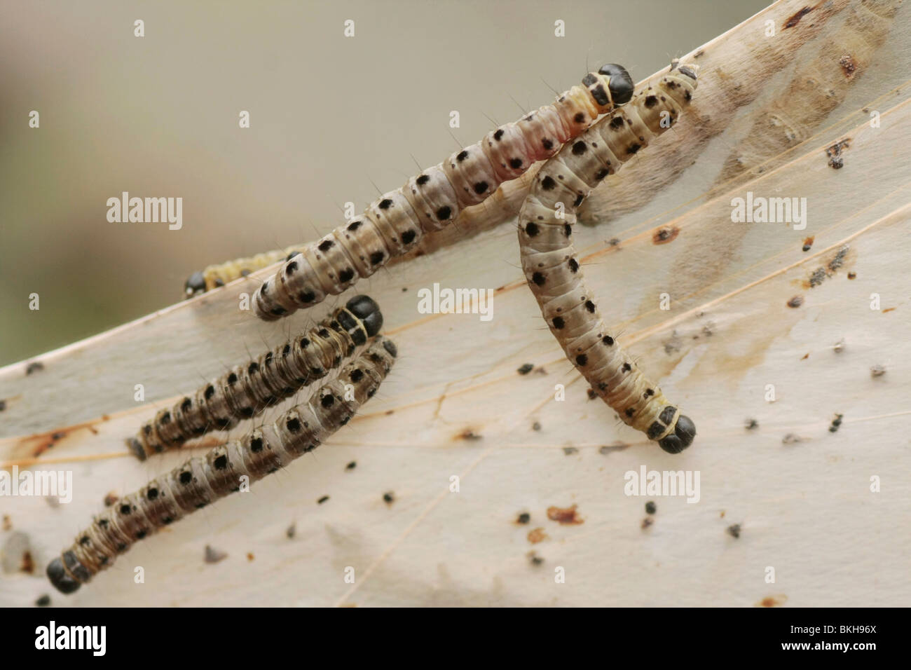 Stippelmotrupsen op hun spinsel; Ermellino moth bruchi sul loro web Foto Stock