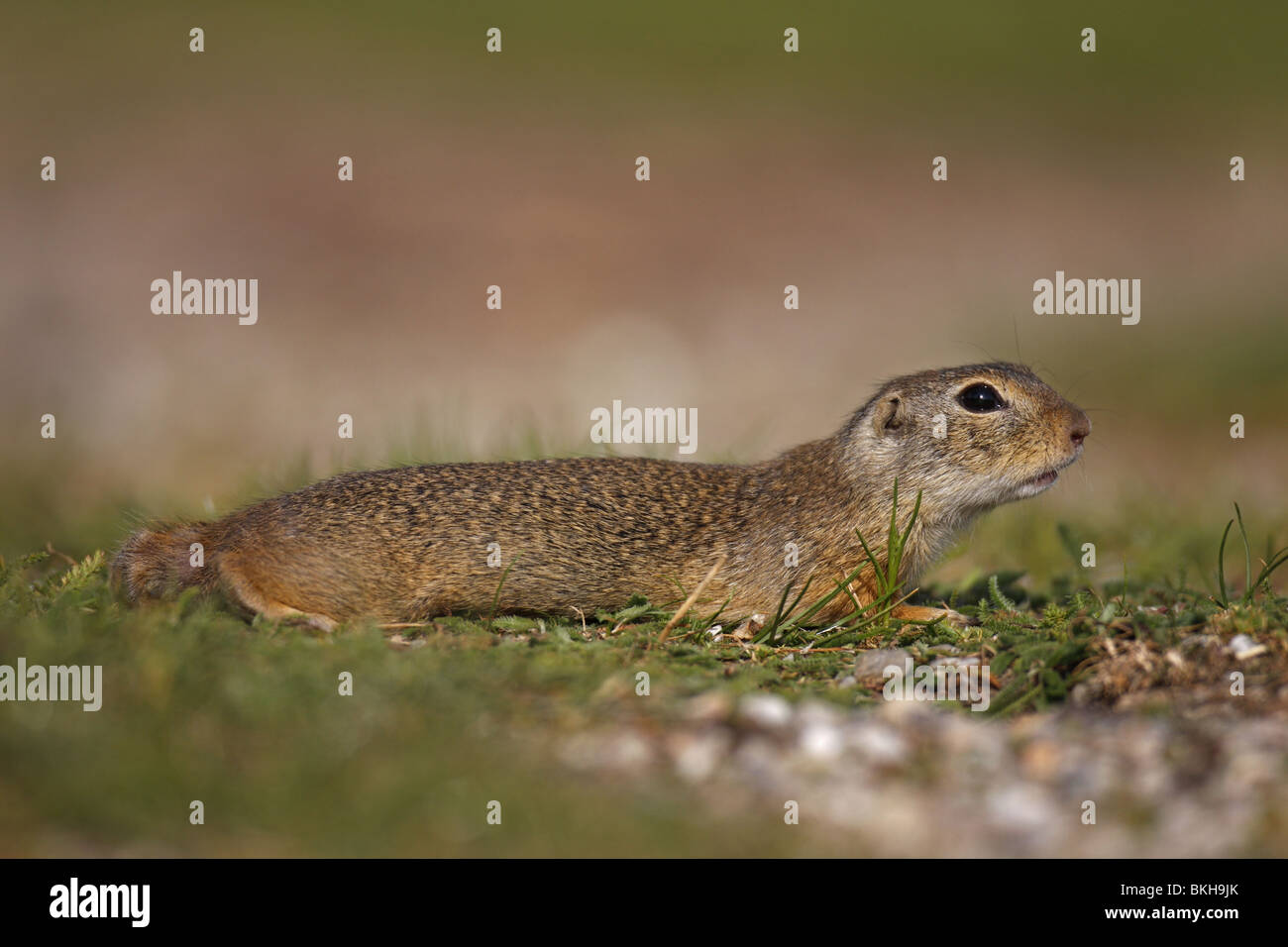 Ziesel,, Spermophilus citellus,unione, massa, scoiattolo Foto Stock